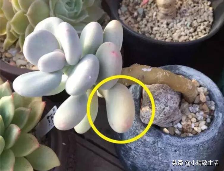 9月好时节,从叶插开始,简单3步,变成多肉大户