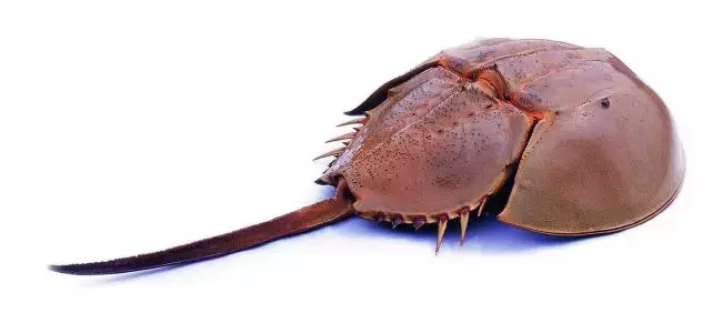 关于鲎粿由来的传说有很多,大多是说潮汕地区以前盛产鲎这种水生动物