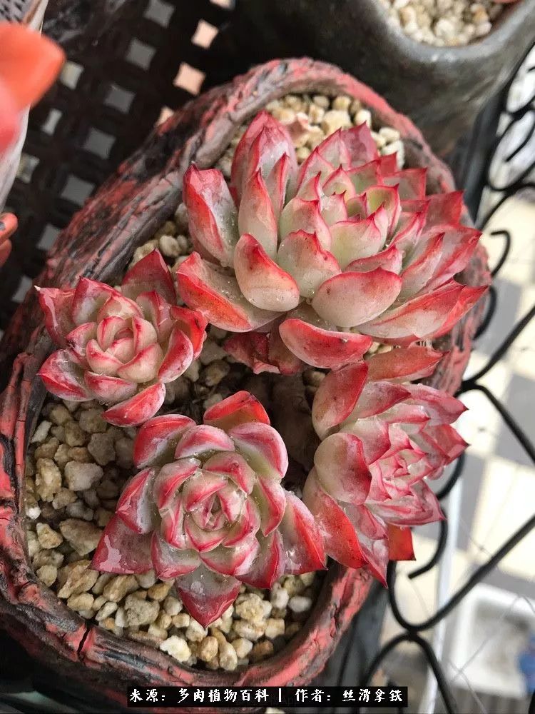 雪融花:雪中赏多肉,瑞雪兆丰年!