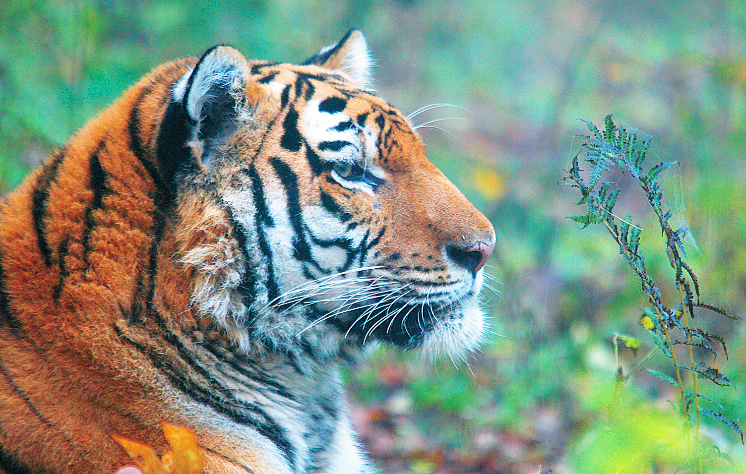 46万平方公里,才只有50只东北虎,我国的保护成果在哪里?