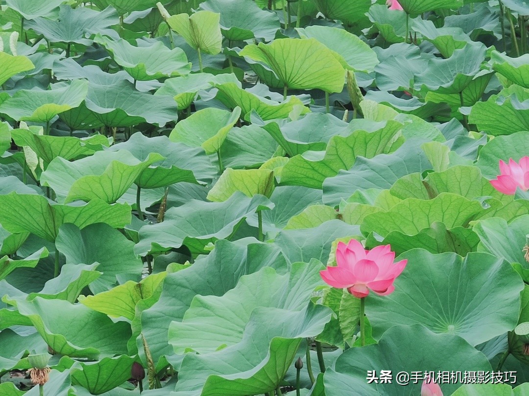 荷花这样拍，你能在朋友圈里“骗”来更多赞