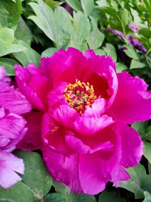 花草的图片大全（100种常见花图鉴一览表）