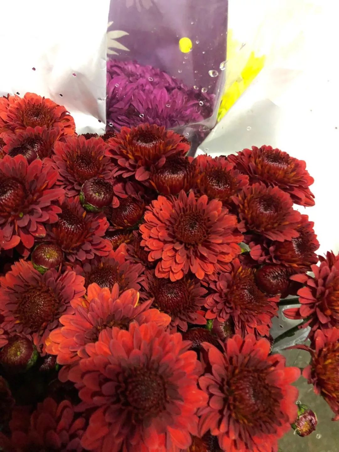 小雏菊花期（小雏菊花期较长养护得当可更长）