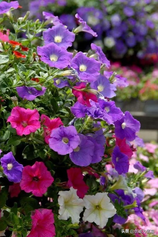 常见的10种全年开花的植物，种上这些，让你的院子四季都有花开