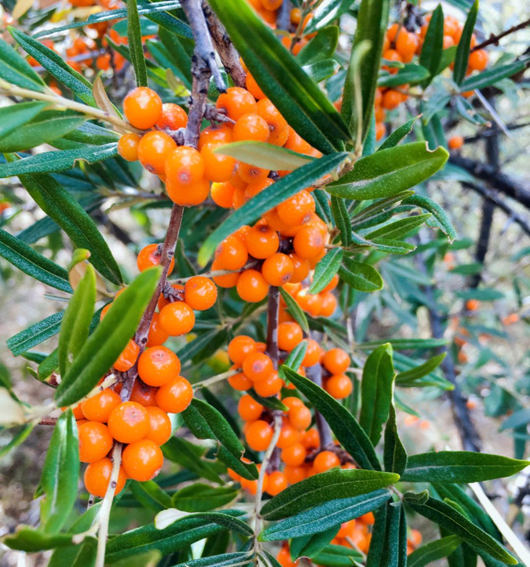 野果100种大全图片及名称(户外这20种能吃的野果子)