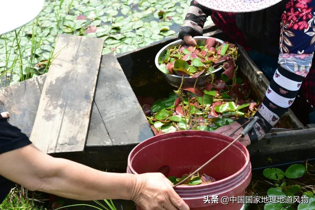 江南人的“水八仙”,北方人真的不懂