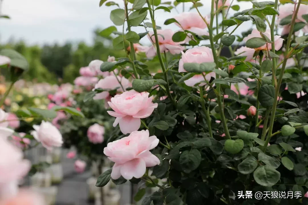 瑞典女王月季一年开几次花（瑞典女王的多年记录及讲解）