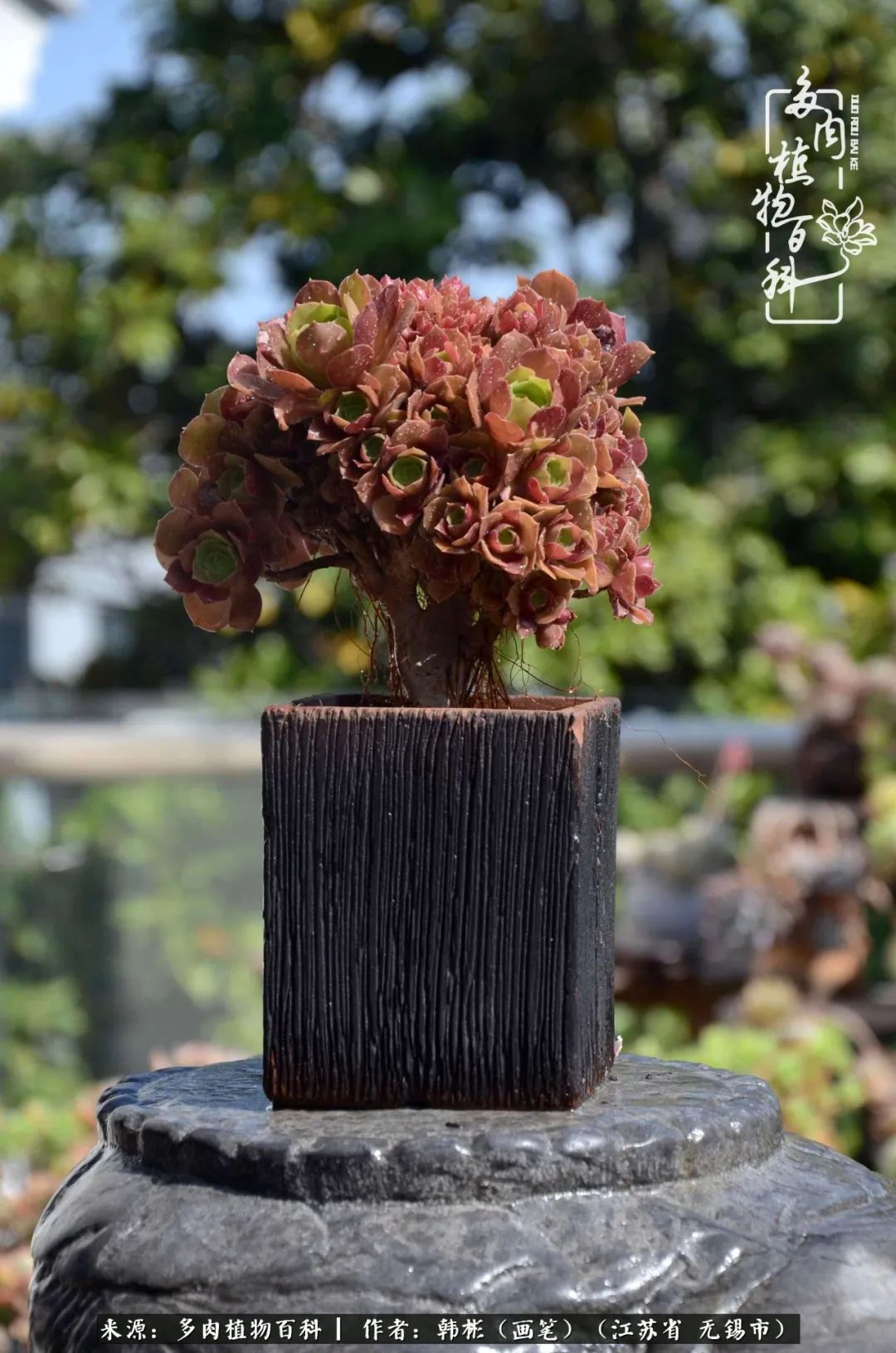 郊外野炊狮子座都会带什么东西?_达一风水网