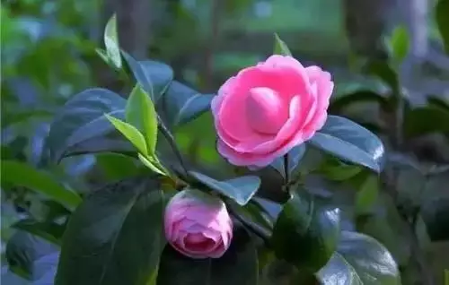 广州市市花是什么（全国56个城市的市花介绍）