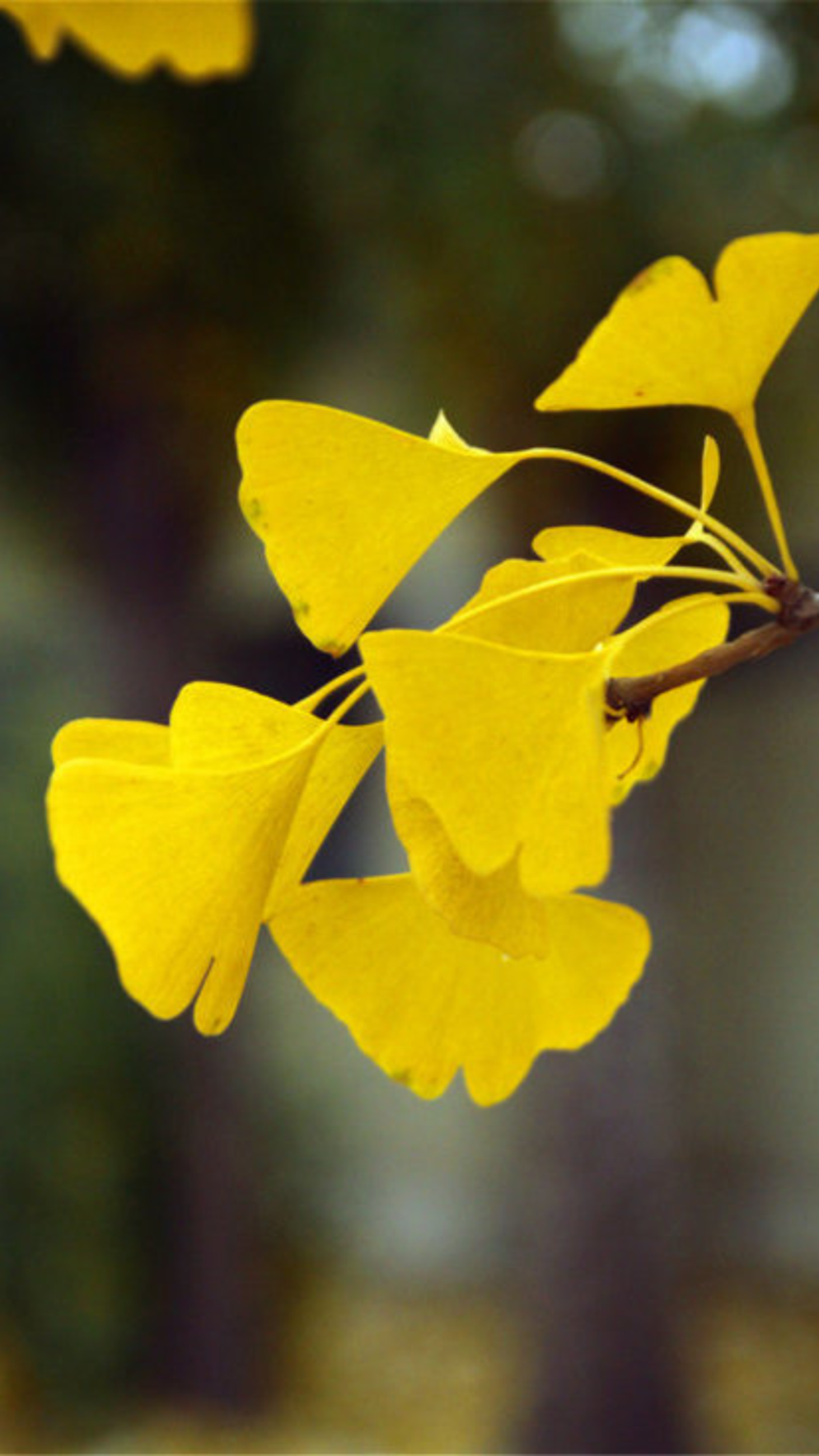 你的理想大学，终于被做成了手机壁纸