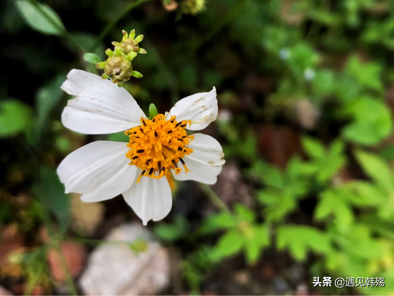 楼顶的天台，方寸之地，繁花似锦，就像一个人的秘密花园