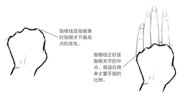 基础漫画入门-手部画法的解剖