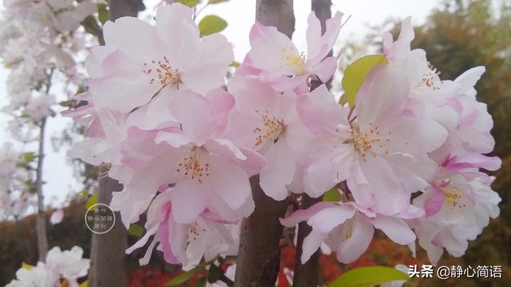 故乡是心头的小鸟，栖息成一生的眷恋