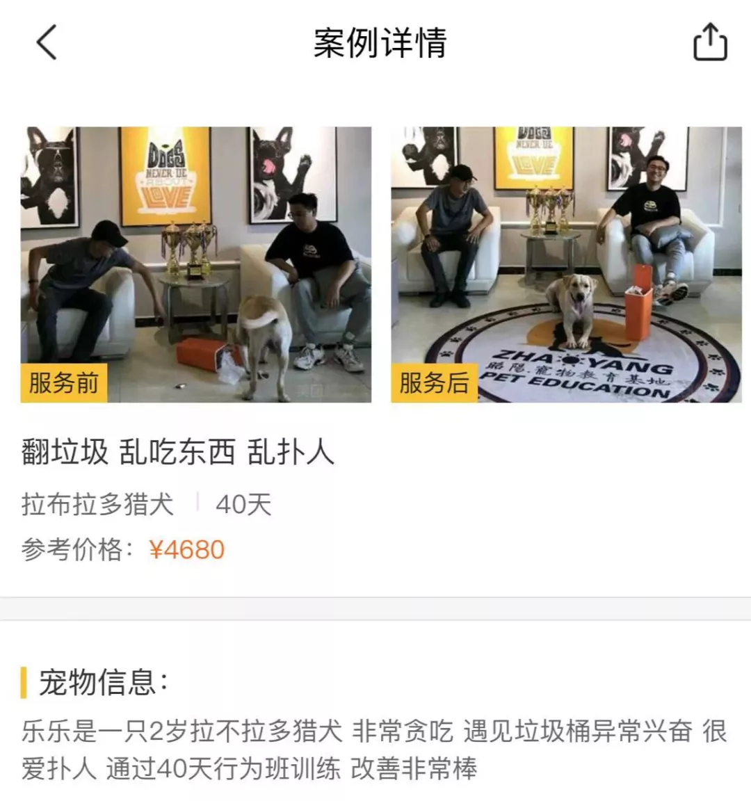 没孩子的年轻人，送宠物去上学