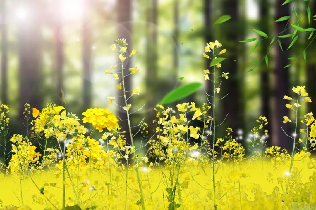 《四书五经》名句50条，修身齐家治国平天下