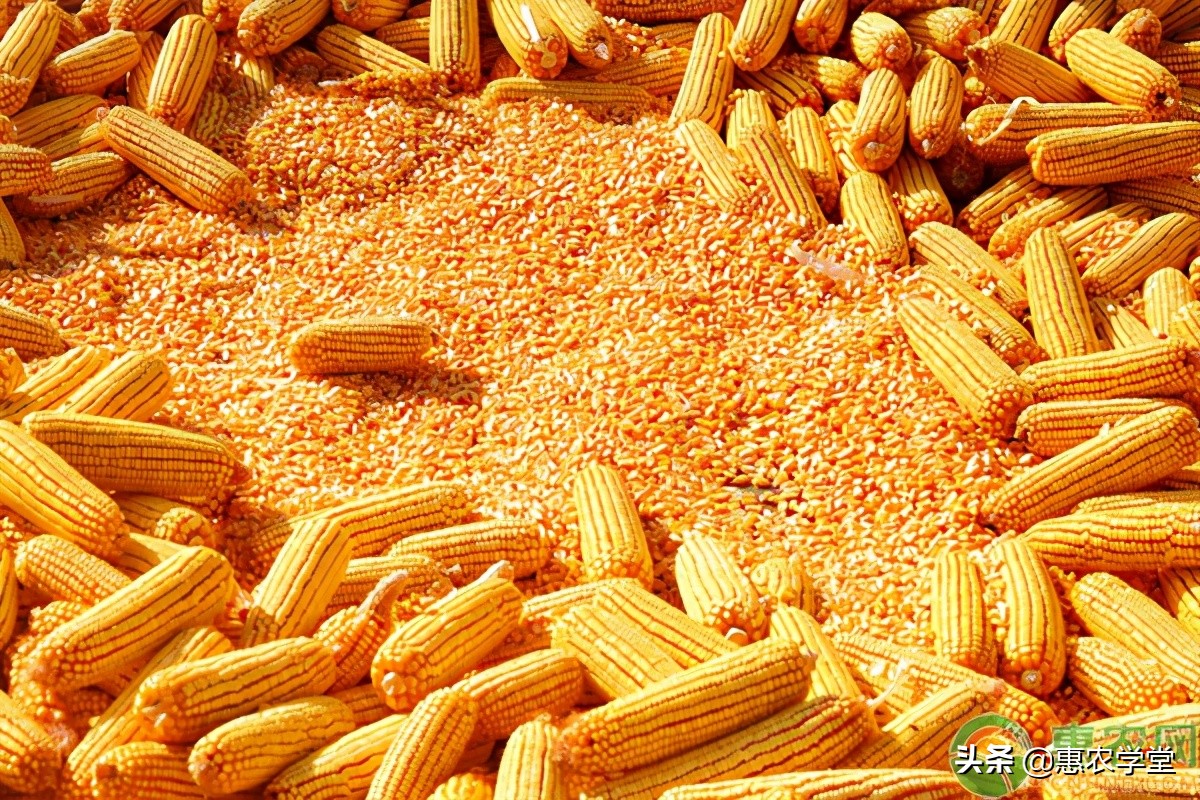 今日玉米价格多少钱一斤？2021年3月22日玉米价格最新行情