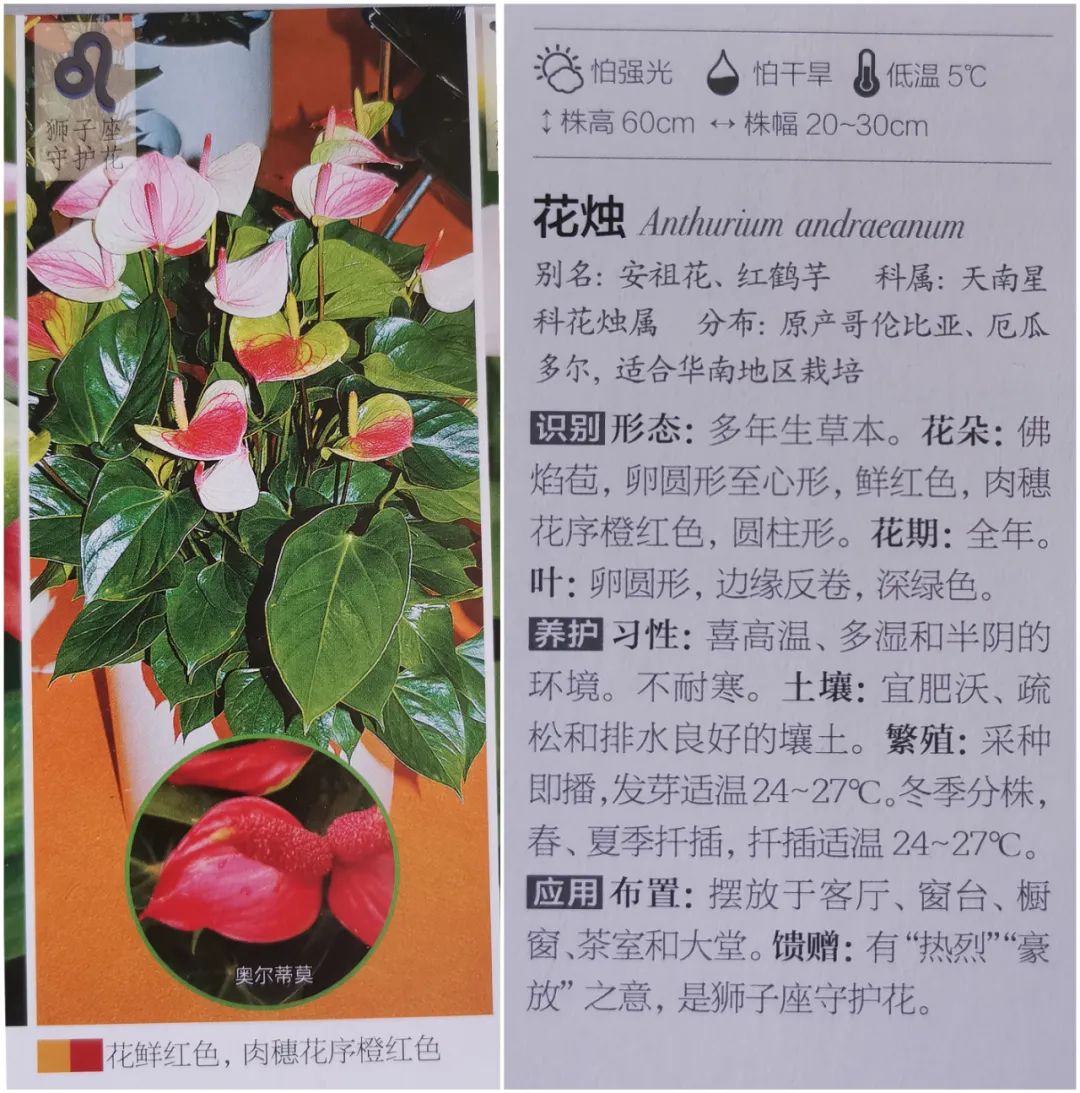 十二星座守护花之-巨蟹,狮子,处女座-篇