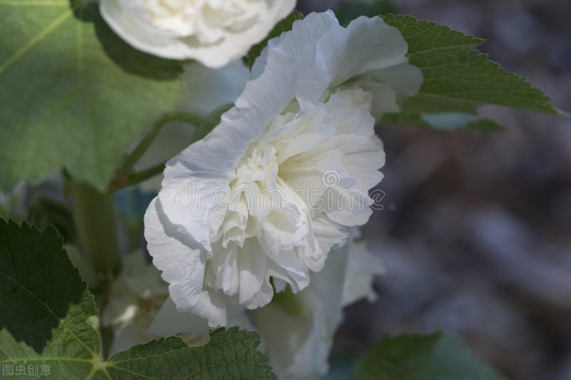 八月：流萤染夏，夏花灿烂，不亏待每一份热情，不讨好任何的冷漠
