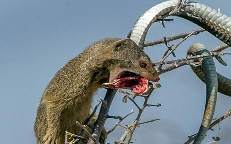 捕蛇只是顺带,玩蛇才是关键,蛇獴的"与蛇共舞"