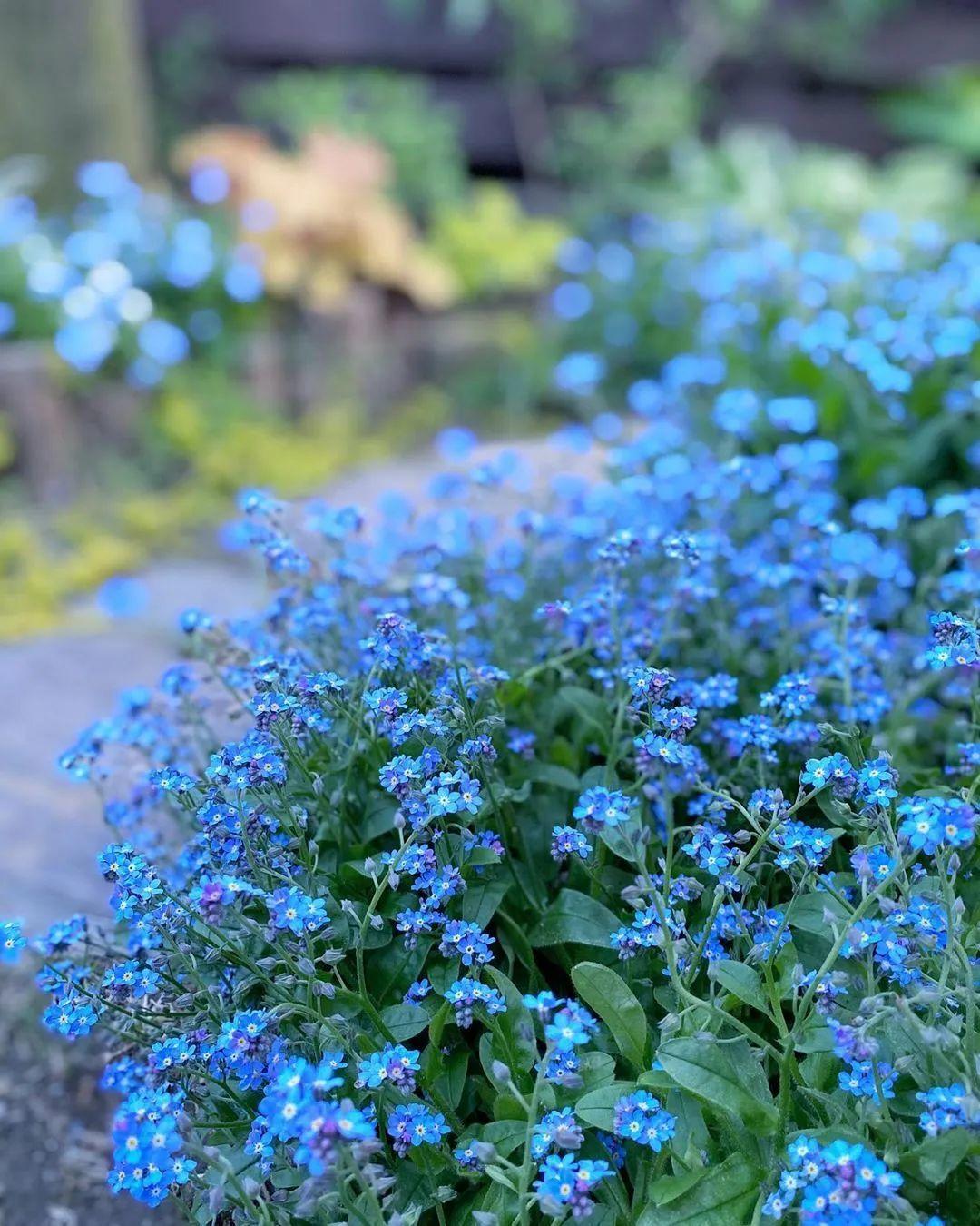 蓝星花的花语,蓝星花的花语和寓意