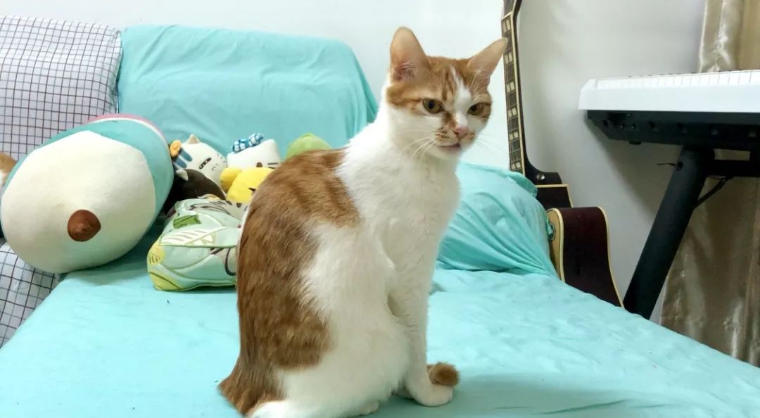 猫咪为什么拉肚子？找对原因就能轻松治愈