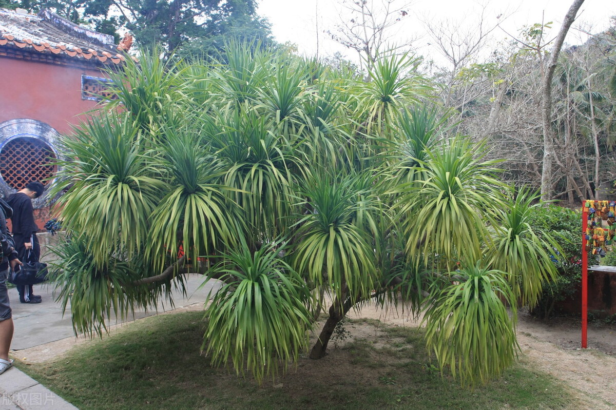 龙血树图片长什么样（龙血树植物中的万岁爷）