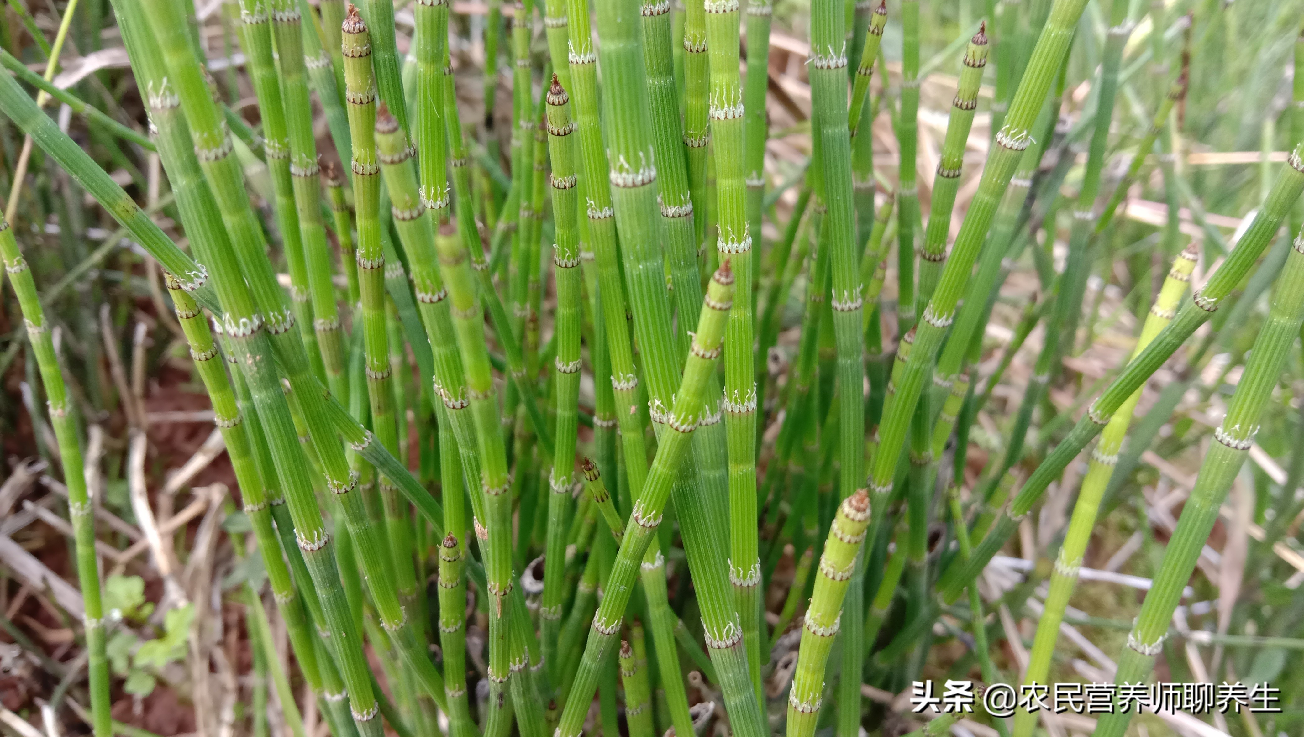 节节草的功效与作用(一文读懂节节草的药用价值)