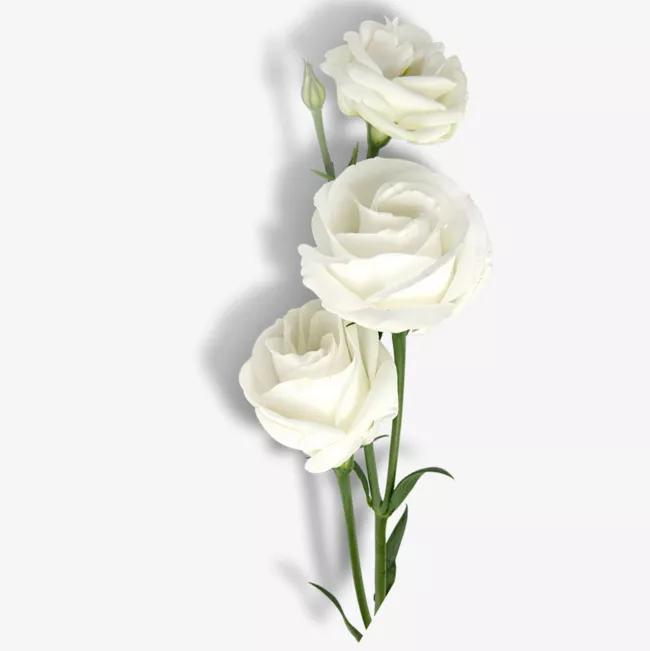 白玫瑰花语:送白玫瑰代表什么意思?