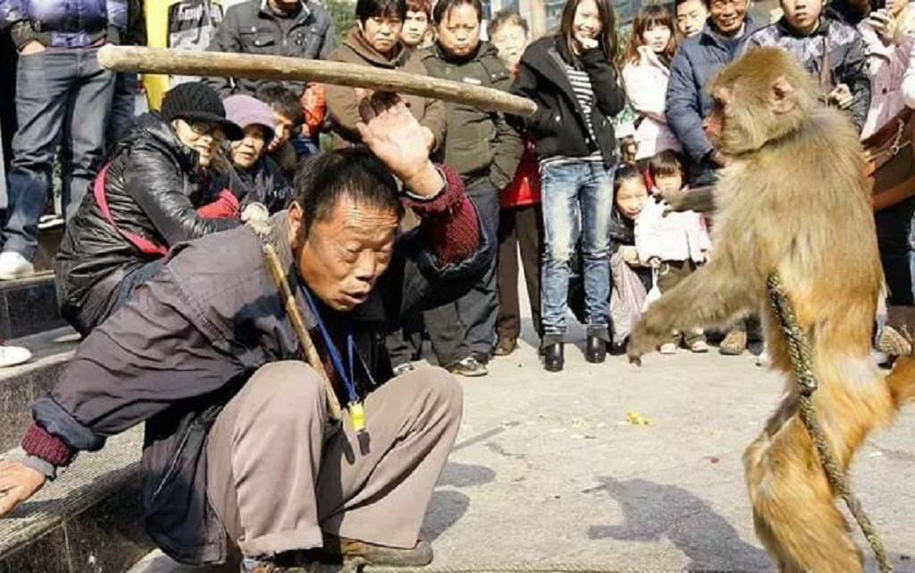 喝酒、杀人、吃同类的肉，印度猴子为何没人管？猴命比人命还贵