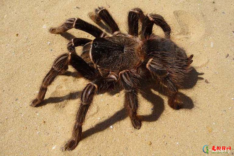 世界上最大的蜘蛛 50米大蜘蛛吃人