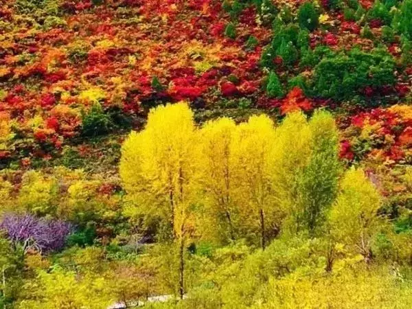 中国醉美秋色在秦岭,2条自驾路线解锁最绚烂秋景,10月最美