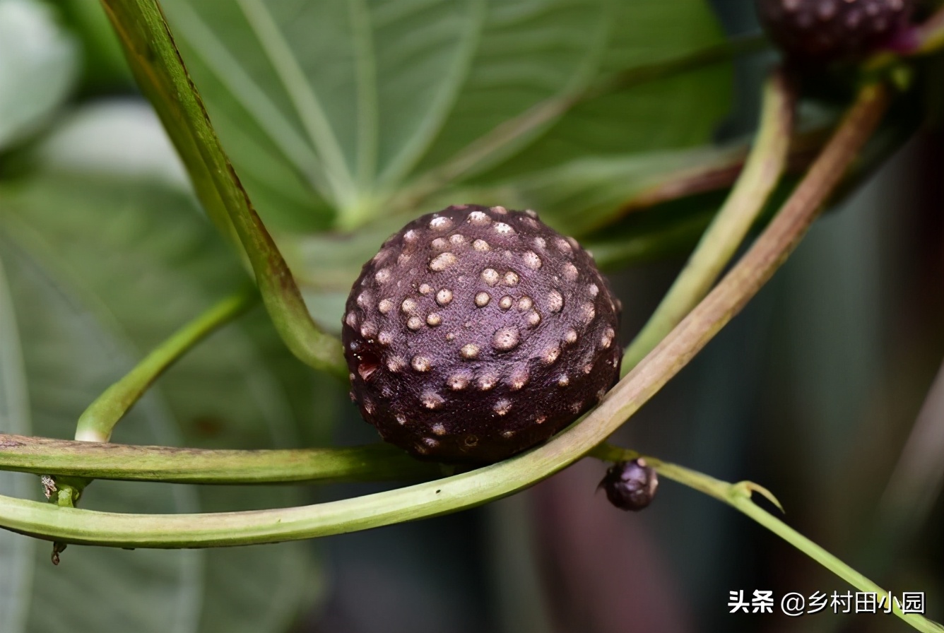 黄独果实的作用与功效-我的快乐小窝