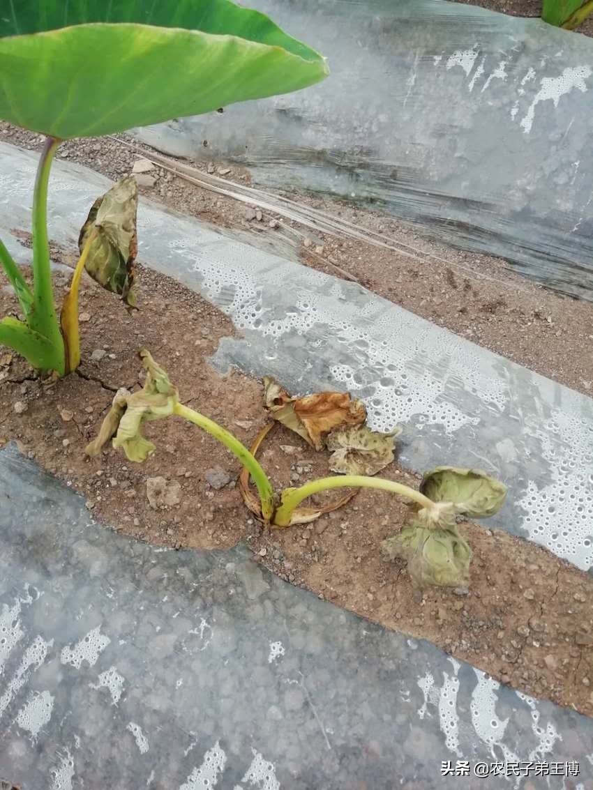 芋头苗期死苗烂根?芋头重茬种植危害多,避免减产需做好以下措施