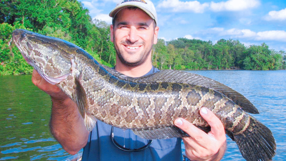 恐怖黑鱼疯长如蟒蛇,美国人被吓破胆,中国的吃货:来盘酸菜鱼