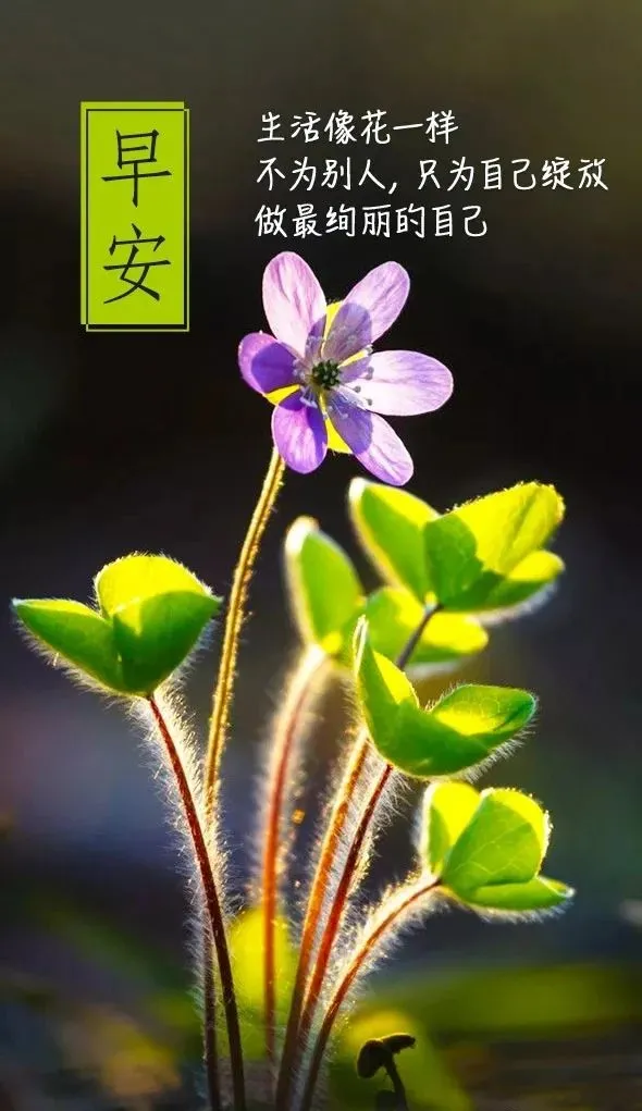 周三早上好问候语说说正能量：没有荆棘，便没有不屈的开拓者