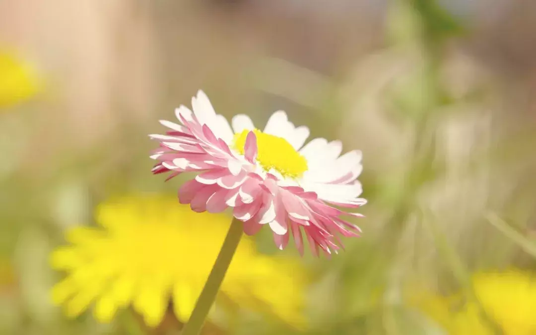 诗词 | 予谓菊，花之隐逸者也