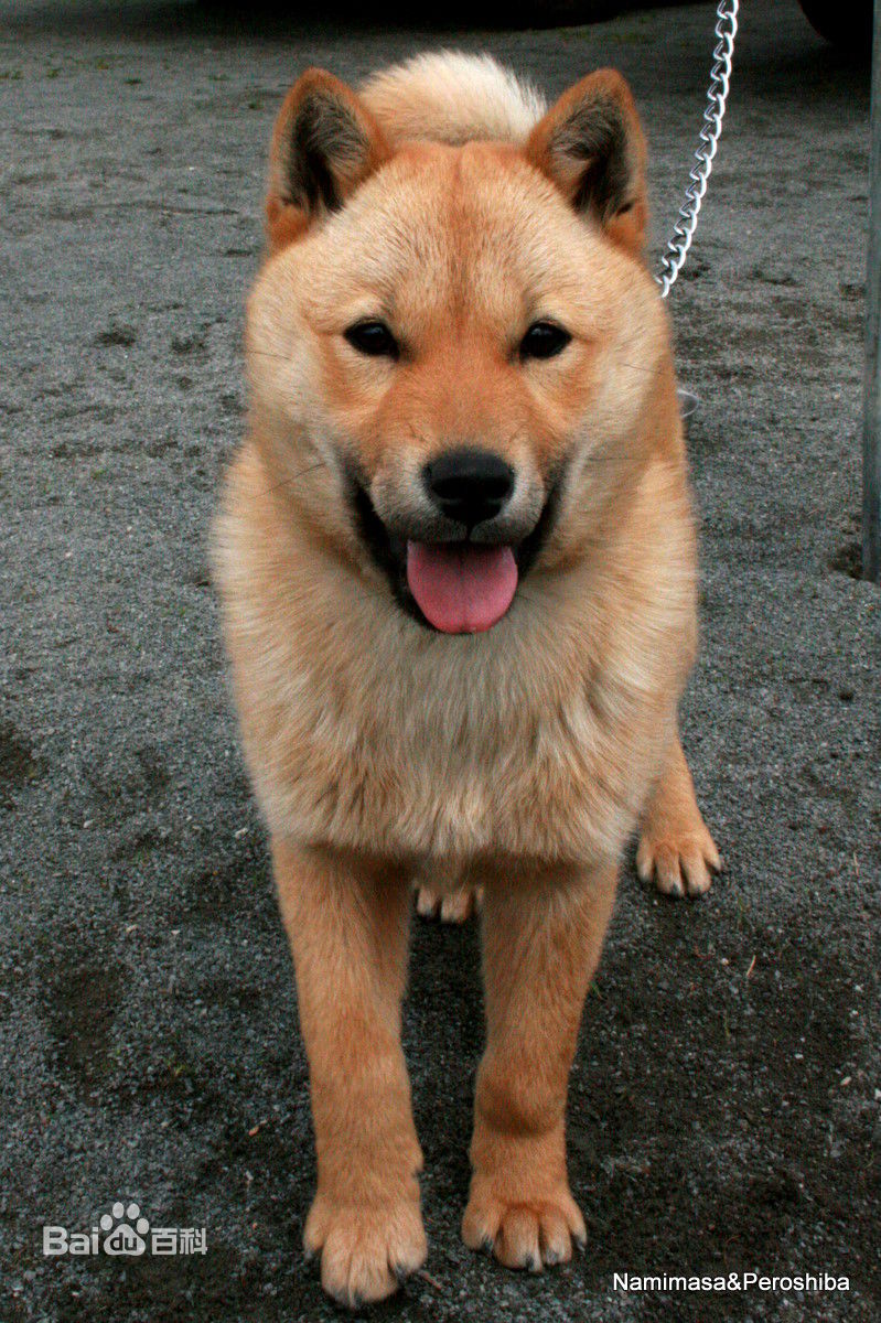 世界杯茶杯犬(宠物狗百科全书（上）中小型犬有哪些品种？各有怎样的性格特点？)