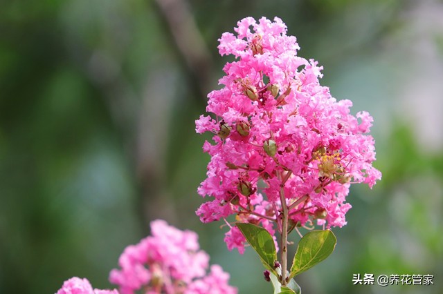 谁说花无“百日红”？紫薇，从诗词里走出来