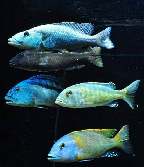 的蓝色光泽,雌体则多为银灰色,早期本岛常见引进的鱼种有:蓝茉莉,马面