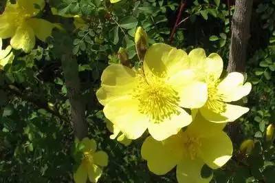 各种花的寓意及花语（100种花的花语大全）
