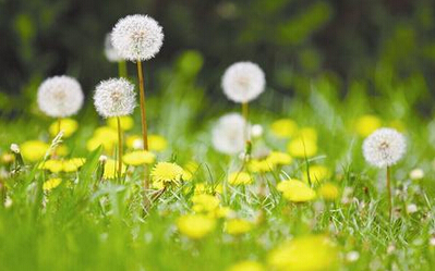 描写蒲公英的句子