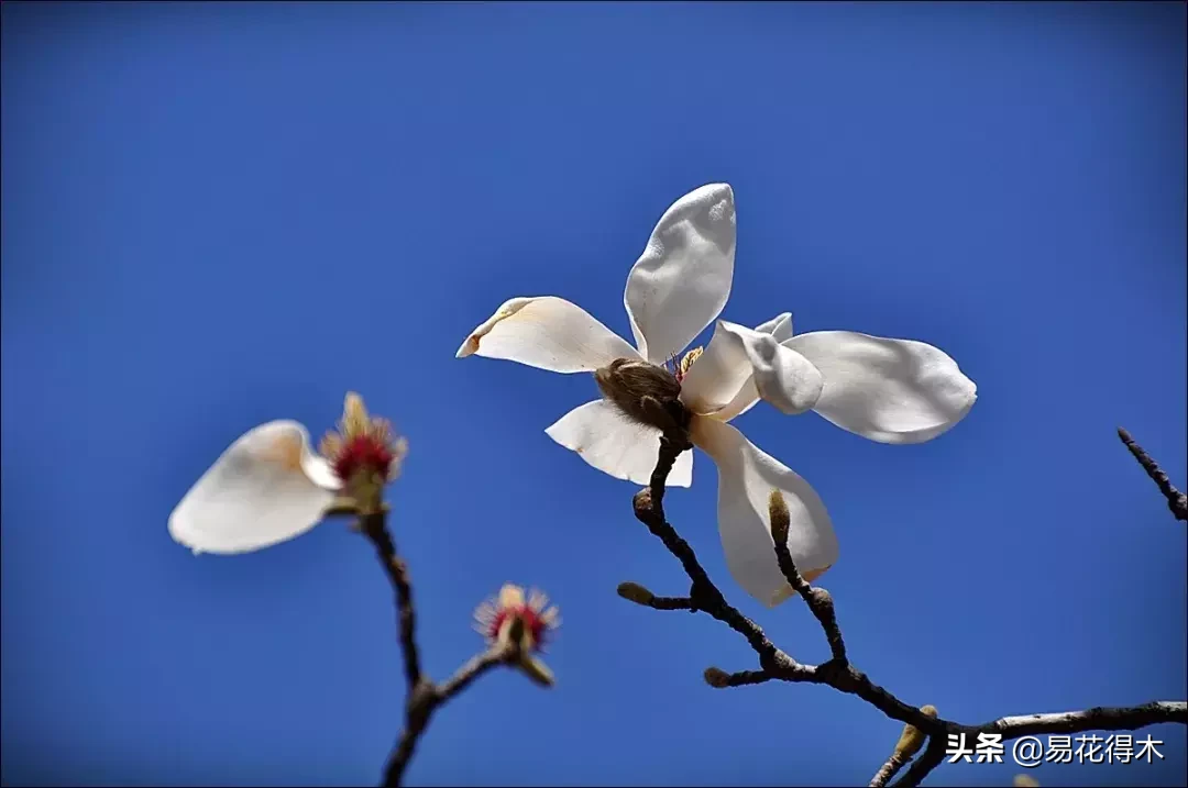 玉兰、紫玉兰、广玉兰、白兰花、木兰、望春、辛夷分别是什么花?