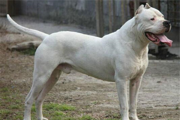 世界十大凶犬最新排名 第七被称为杀人犬，建议最好别养