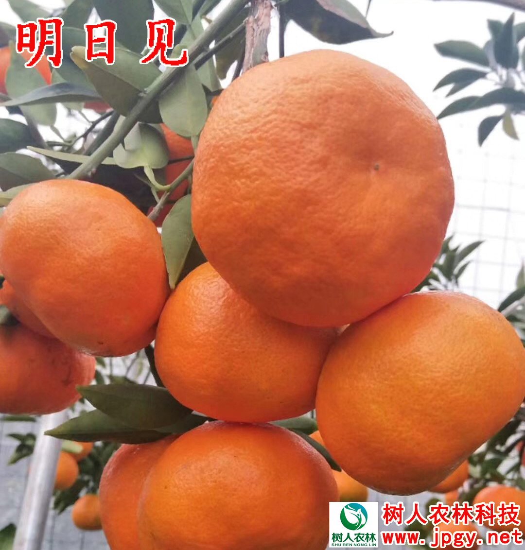 明日見柑橘苗價格,明日見柑橘苗價格多少錢一株