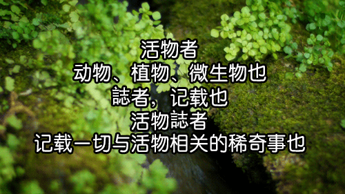 龟甲牡丹，真的是百年才长巴掌大小吗？