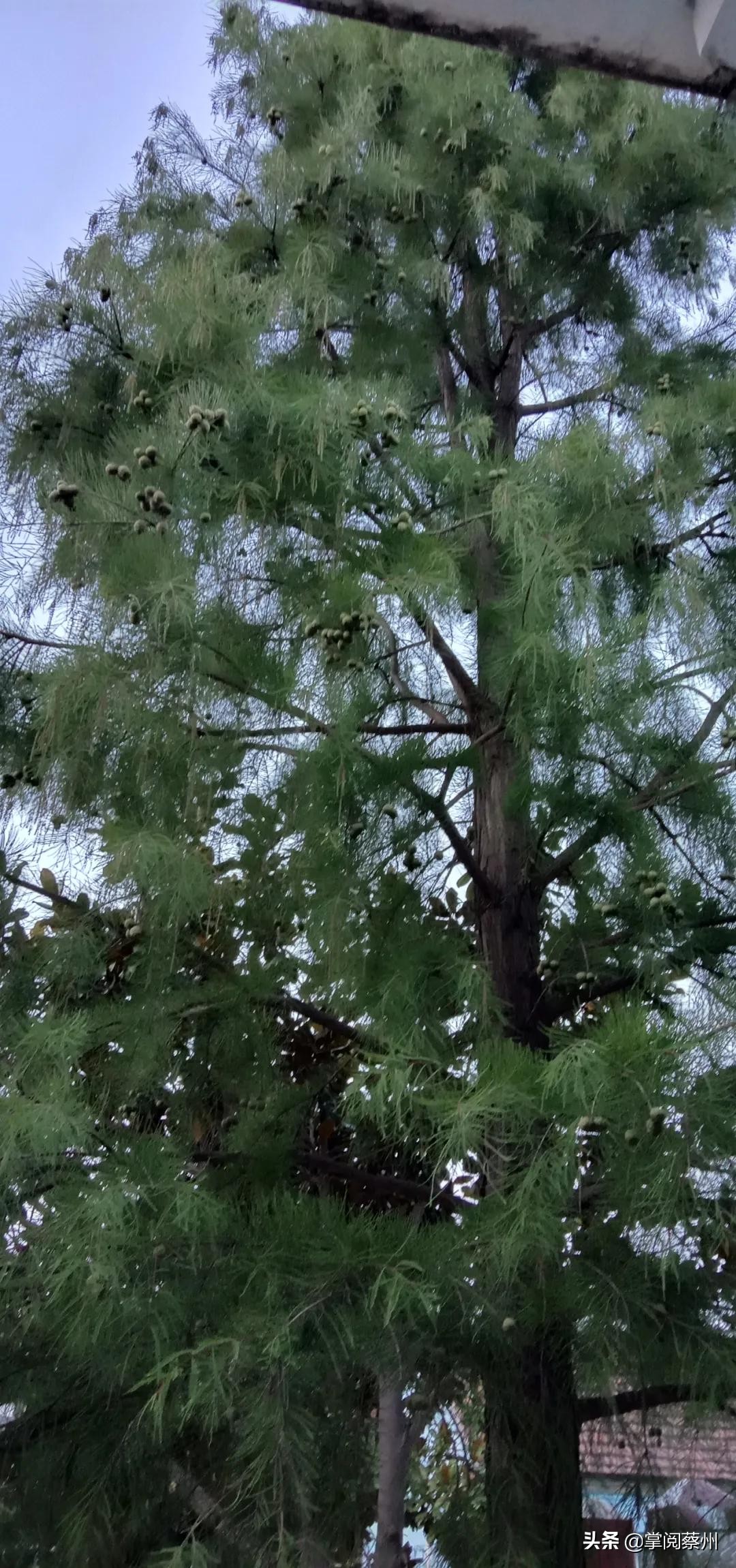 美文：校园里的大杉树，秋日的美好