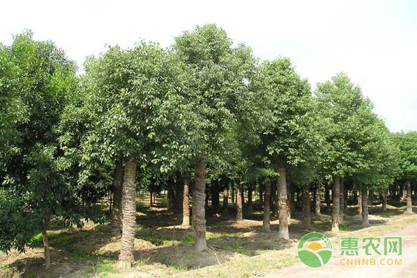 香樟樹價格,