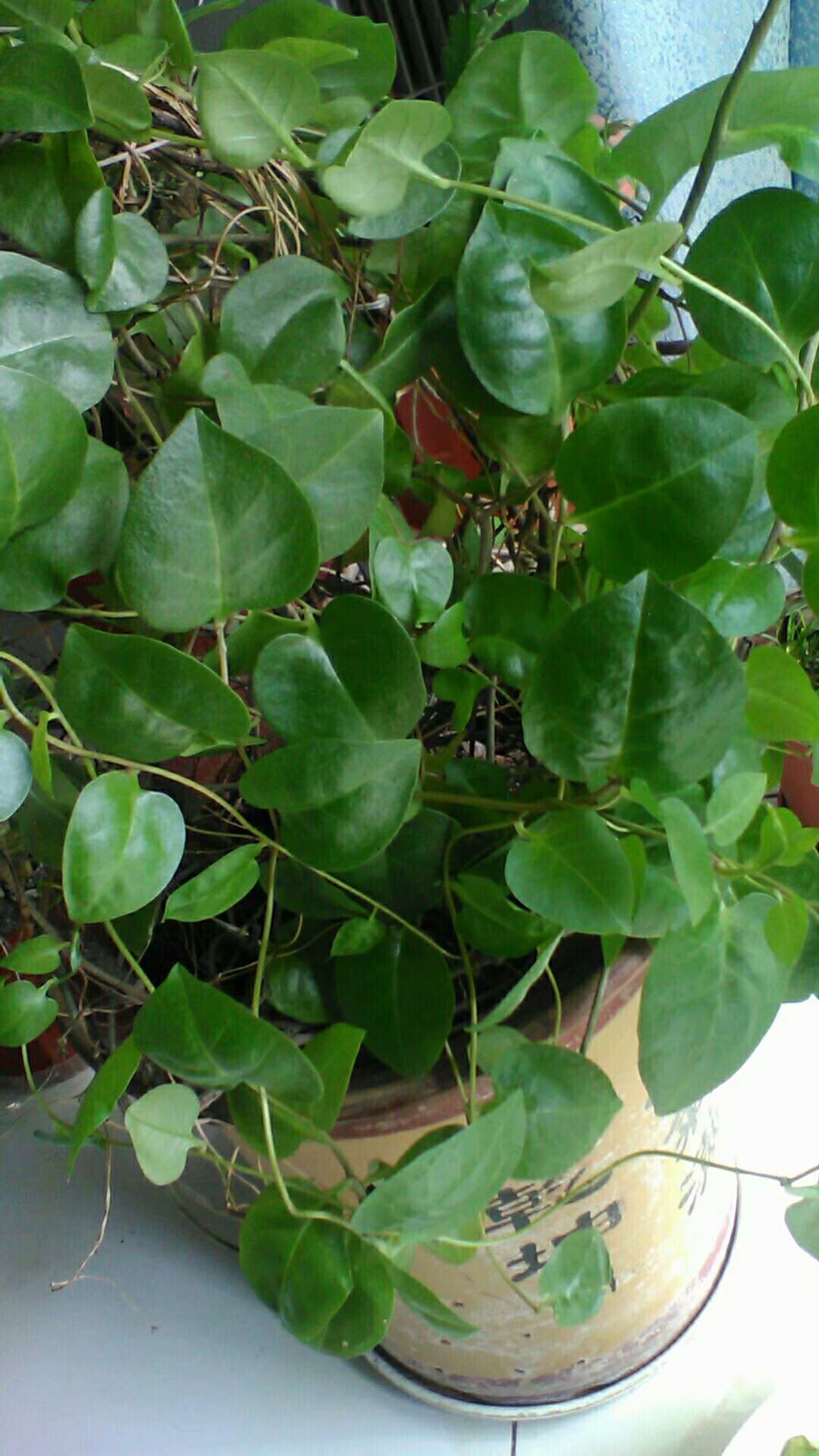藤三七盆栽的种植方法图片