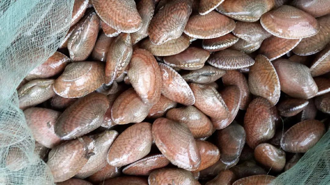 蛤蜊,蛏子,毛蚶,蚬子,那些好吃的小贝壳,今天一次搞清楚