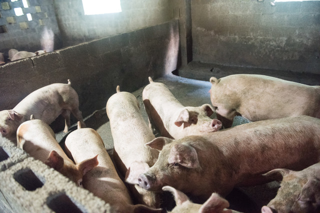 7月2日，四川省各市州生猪最新价格来了